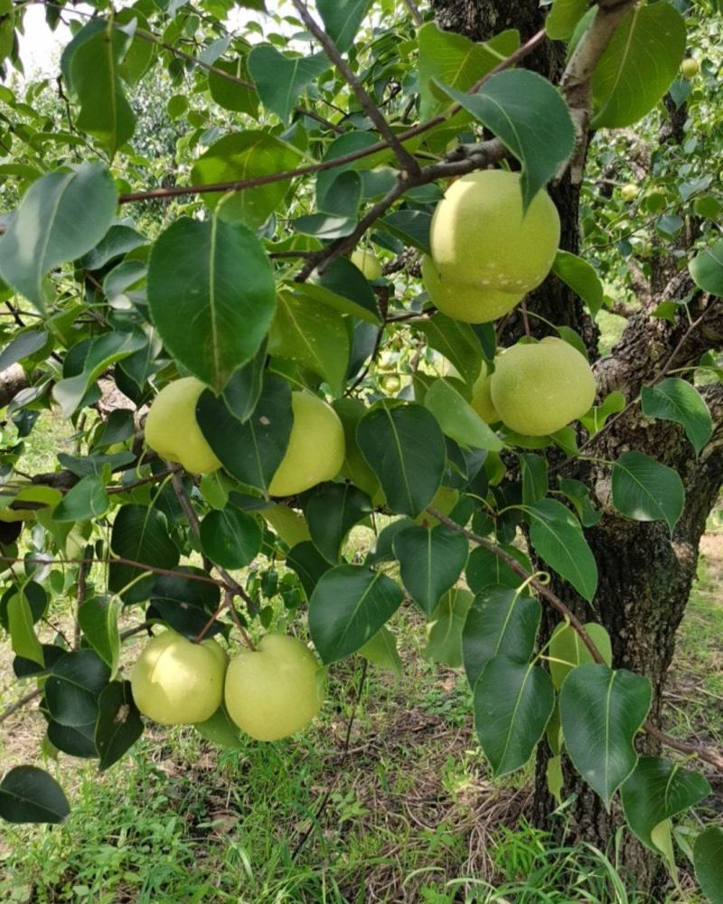 永城酥梨🍐