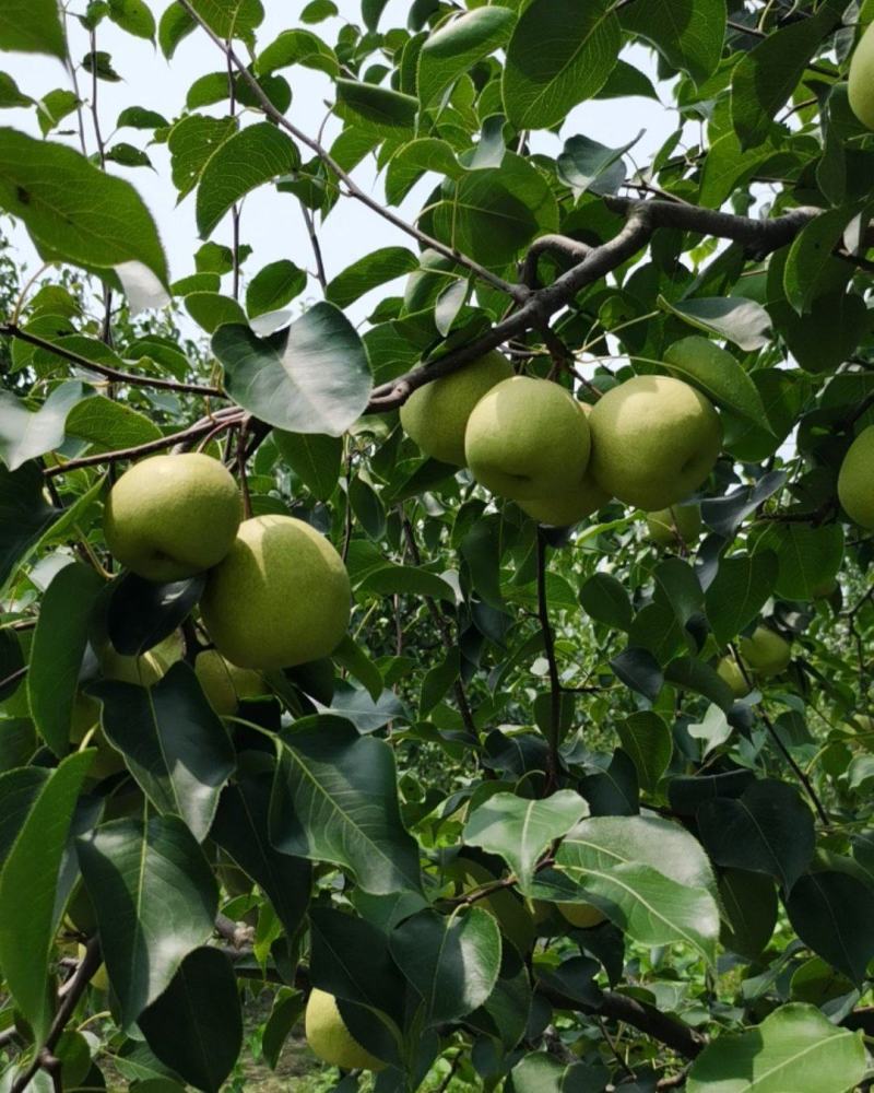 永城酥梨🍐