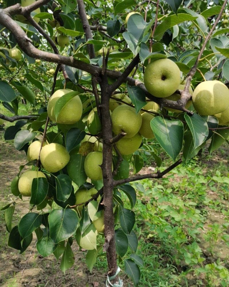 永城酥梨🍐