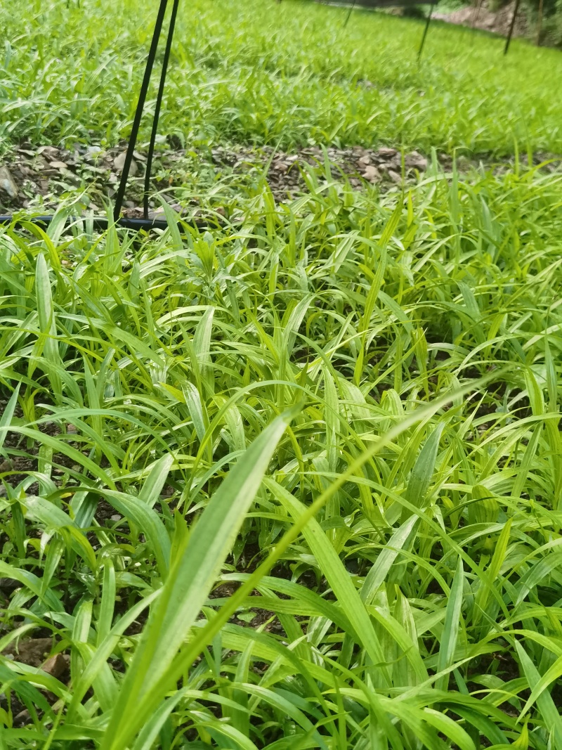 中宽叶紫花白芨驯化苗