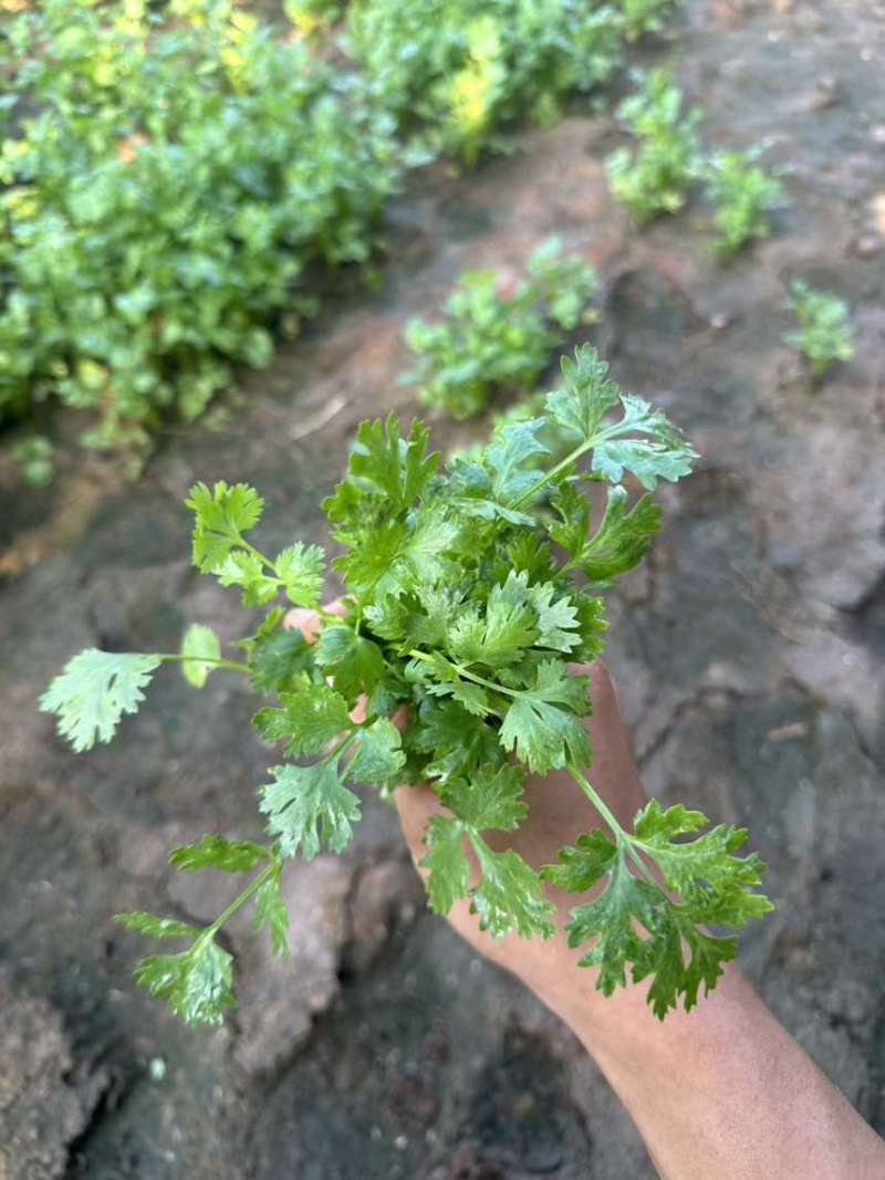 铁杆大叶香菜