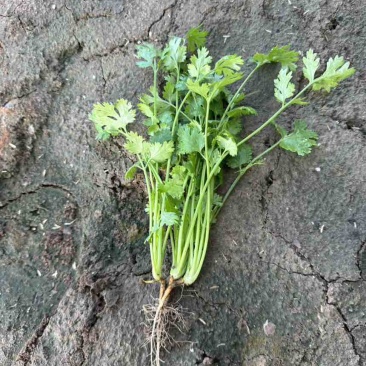 铁杆大叶香菜