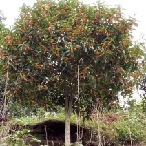 桂花树