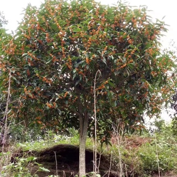 桂花树