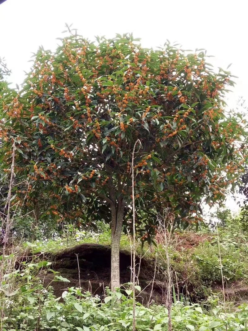 桂花树