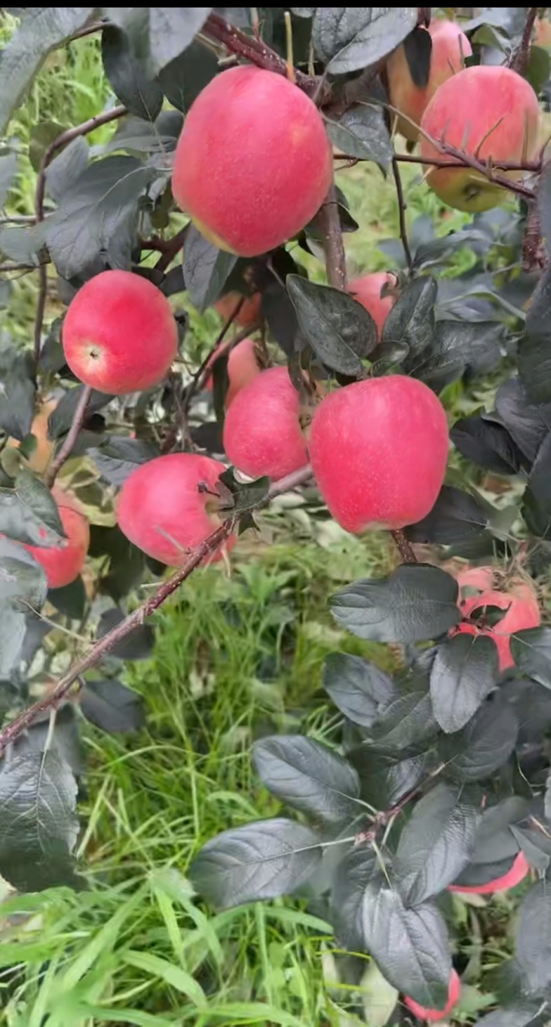 鲁丽苹果