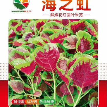 海之虹鲜嫩花红圆叶米苋