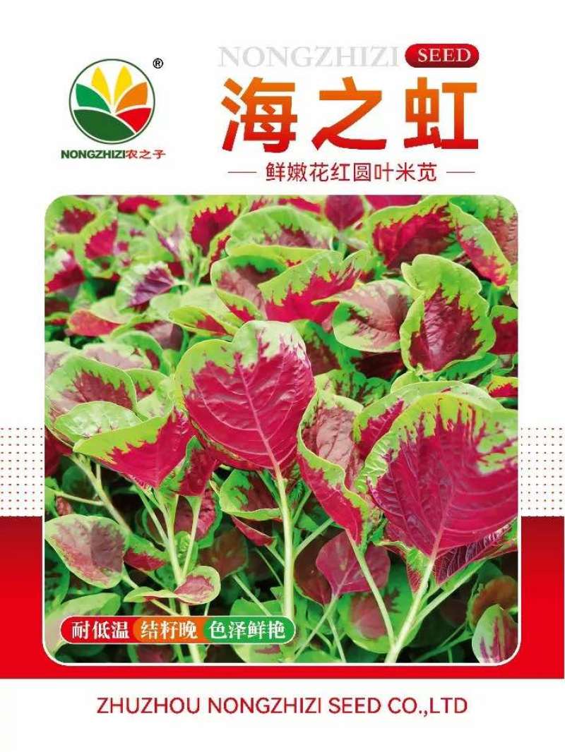 海之虹鲜嫩花红圆叶米苋