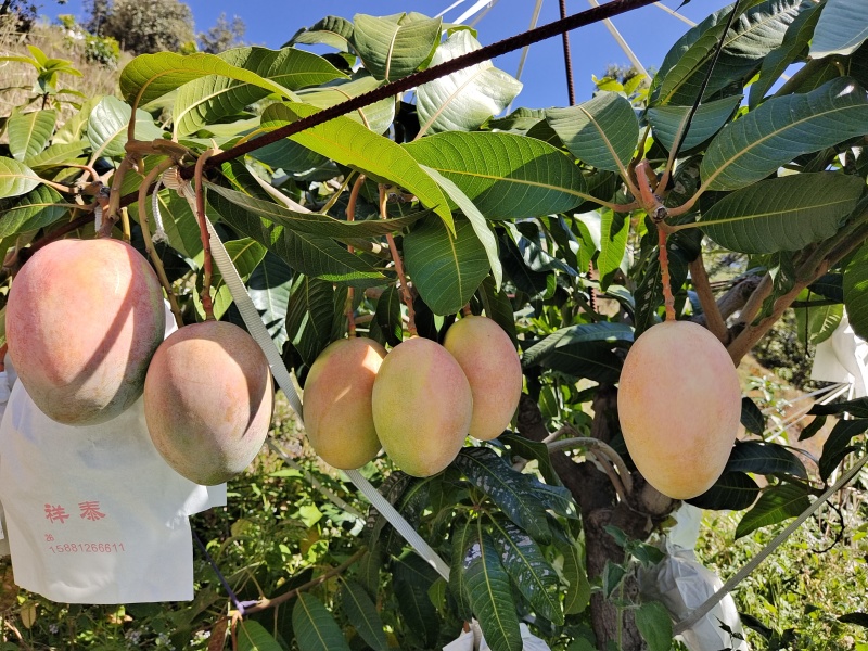 攀枝花凯特芒果