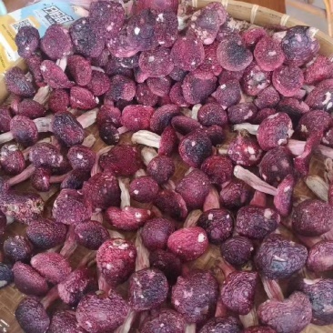 红菇