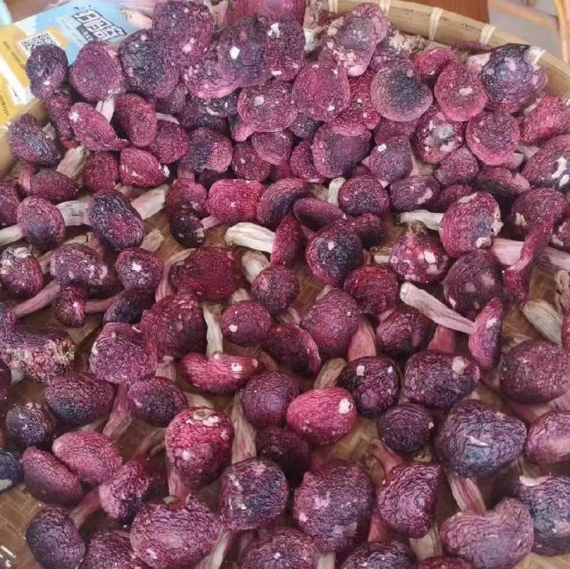 红菇