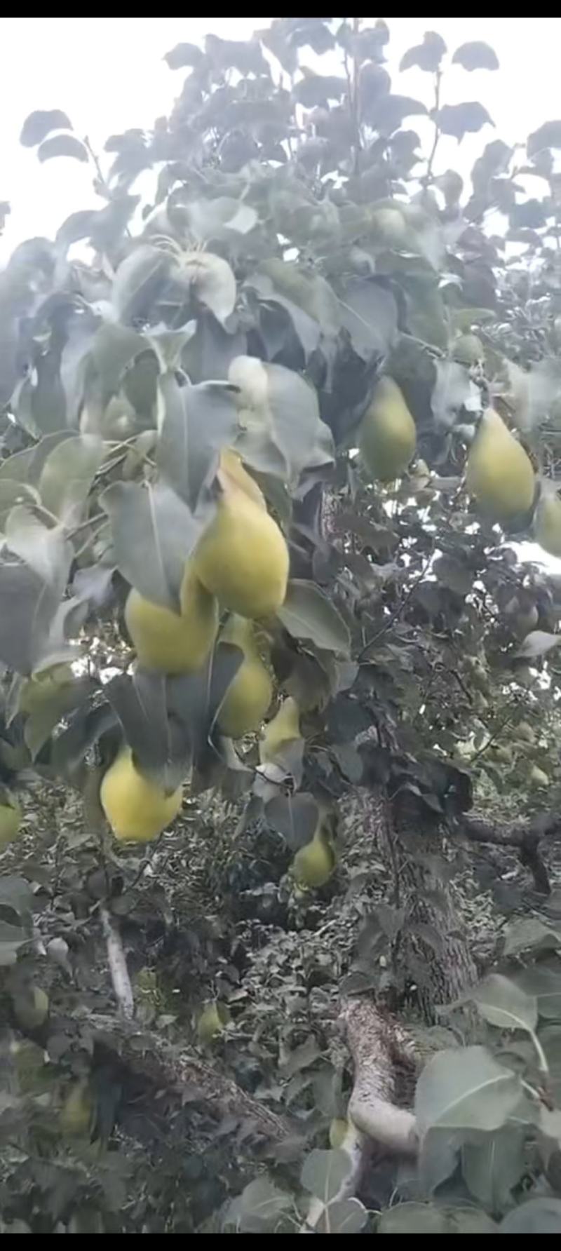 纯山地贵妃梨，价格美丽(/✧▽✧)/🍐🍐🍐