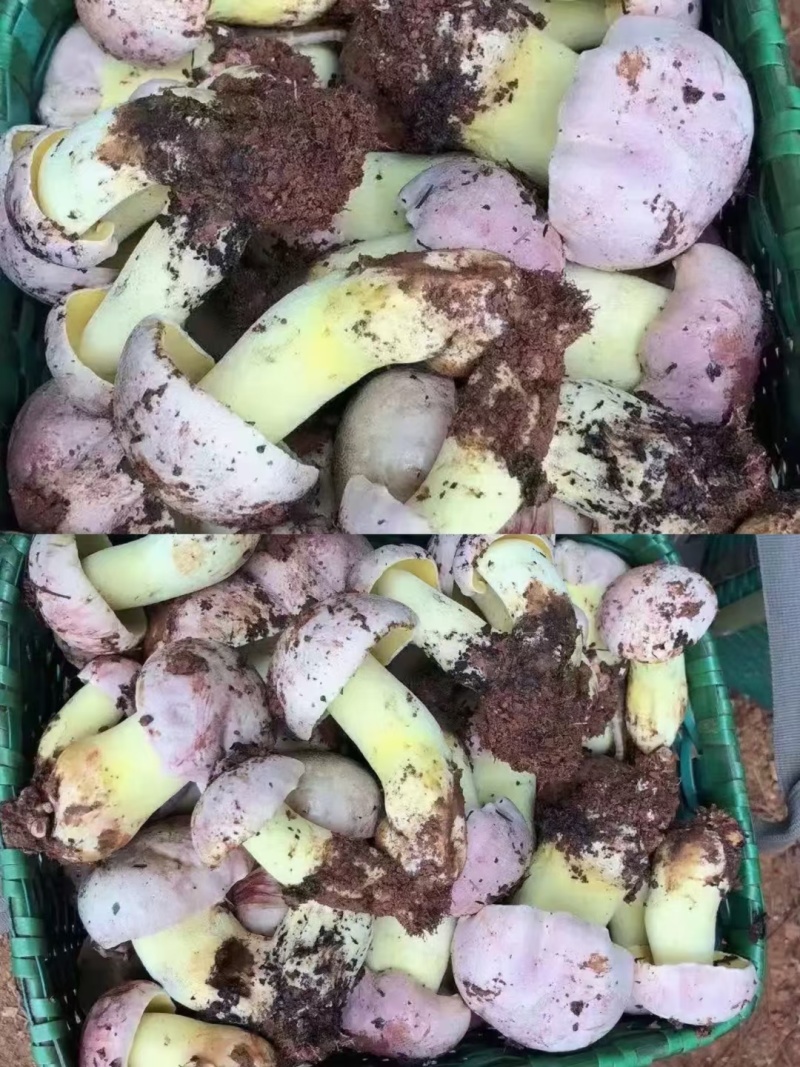 白葱