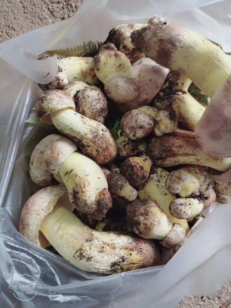 白葱