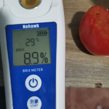 甘肃酒泉碱地草莓柿子，酸甜可口，健康美味，口感脆爽