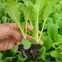 苗好无病需要联系寻找诚信合作商家基地直发