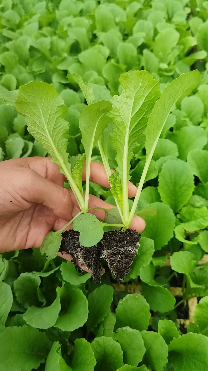 苗好无病需要联系寻找诚信合作商家基地直发