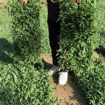 海南台湾草批发大叶油草马尼拉草夏威夷草以及各种苗木