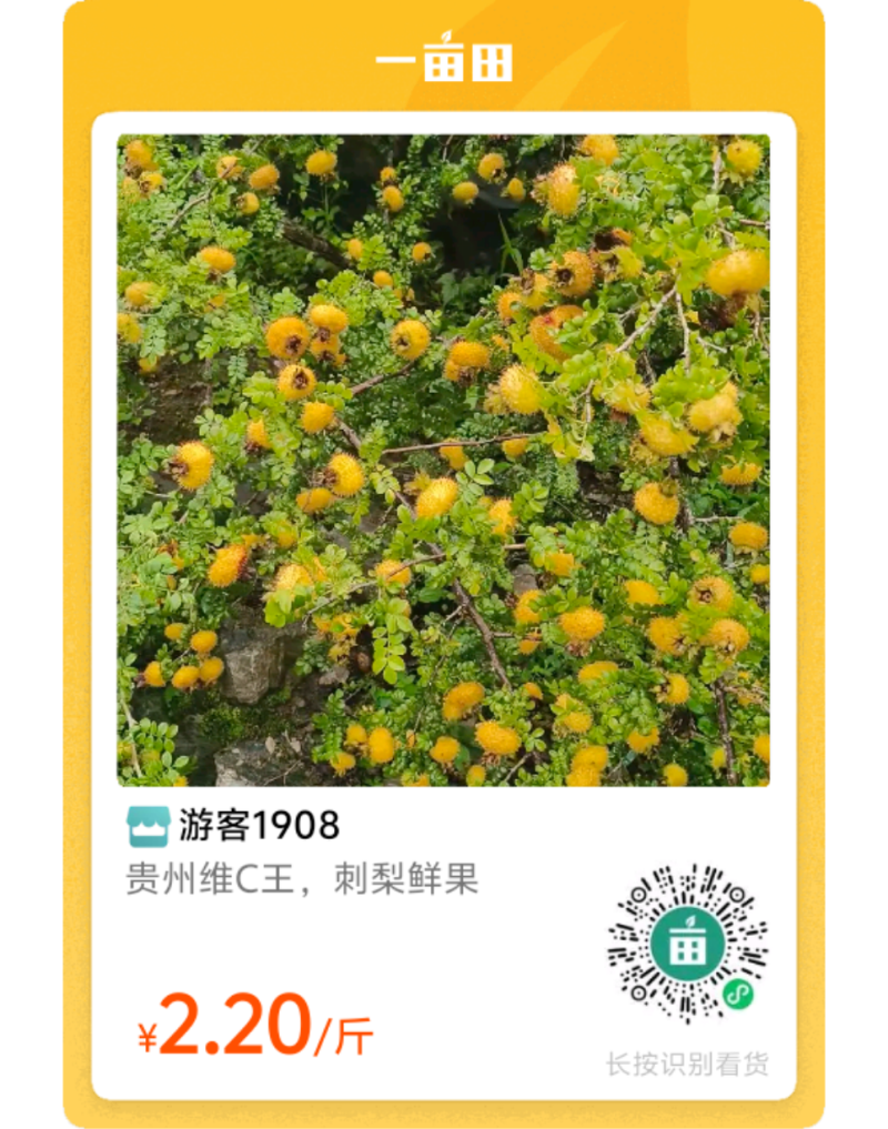 刺梨鲜果
