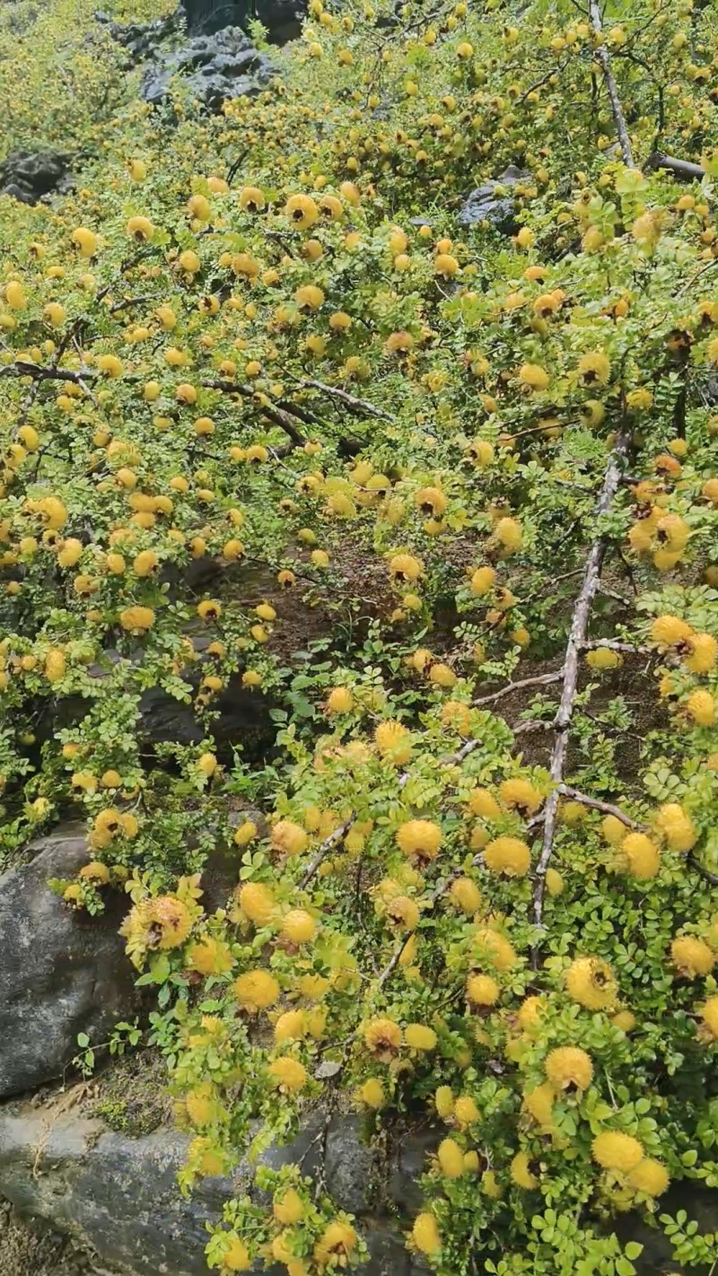 刺梨鲜果