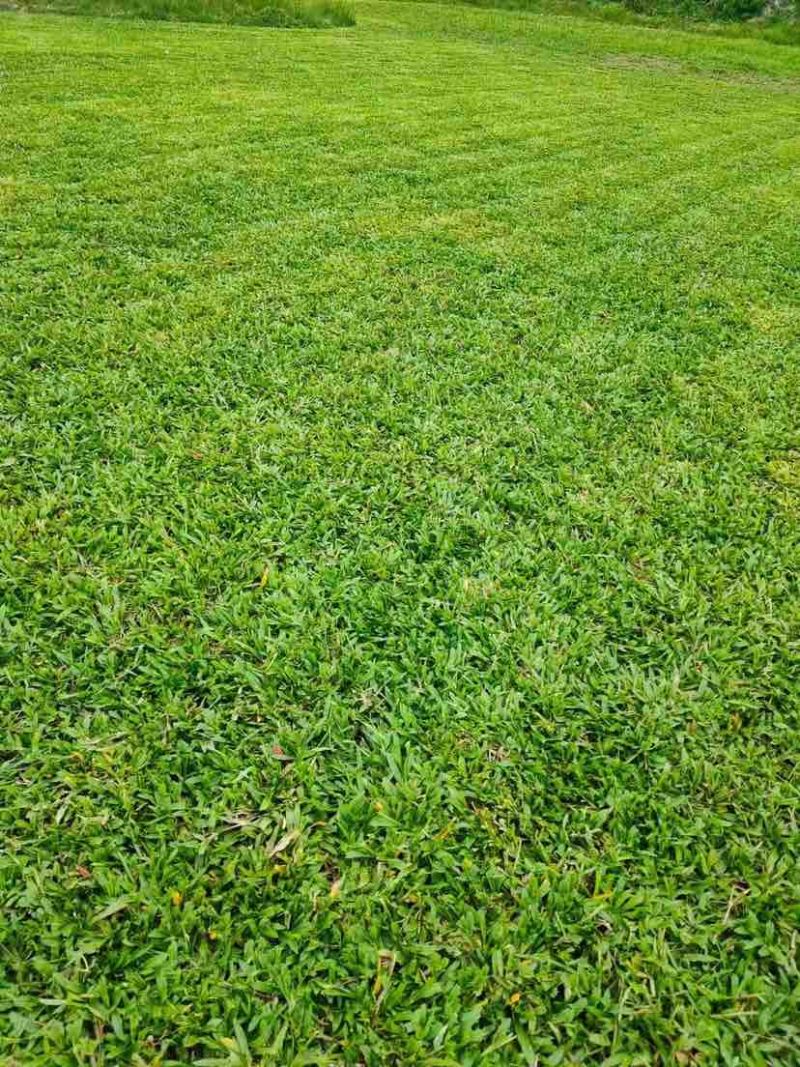 海南大叶油草批发台湾草马尼拉草三亚草坪批发基地