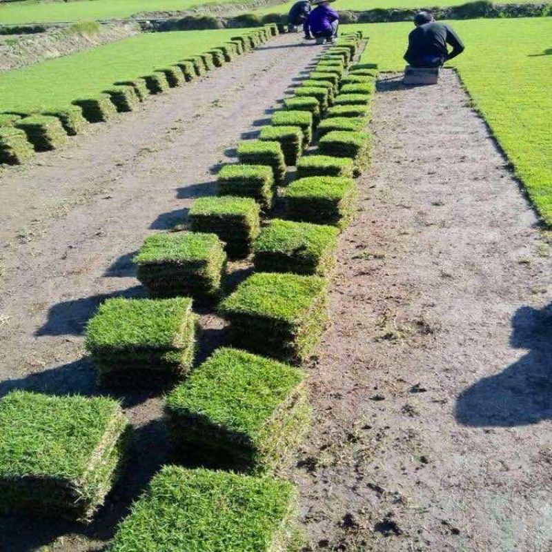 海南大叶油草批发台湾草马尼拉草三亚草坪批发基地