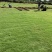 海南大叶油草批发台湾草马尼拉草三亚草坪批发基地