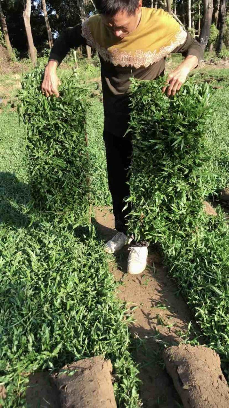 海南大叶油草批发台湾草马尼拉草三亚草坪批发基地