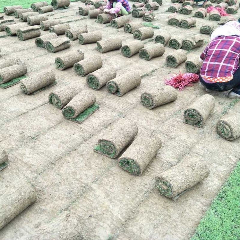 海南大叶油草批发台湾草马尼拉草三亚草坪批发基地