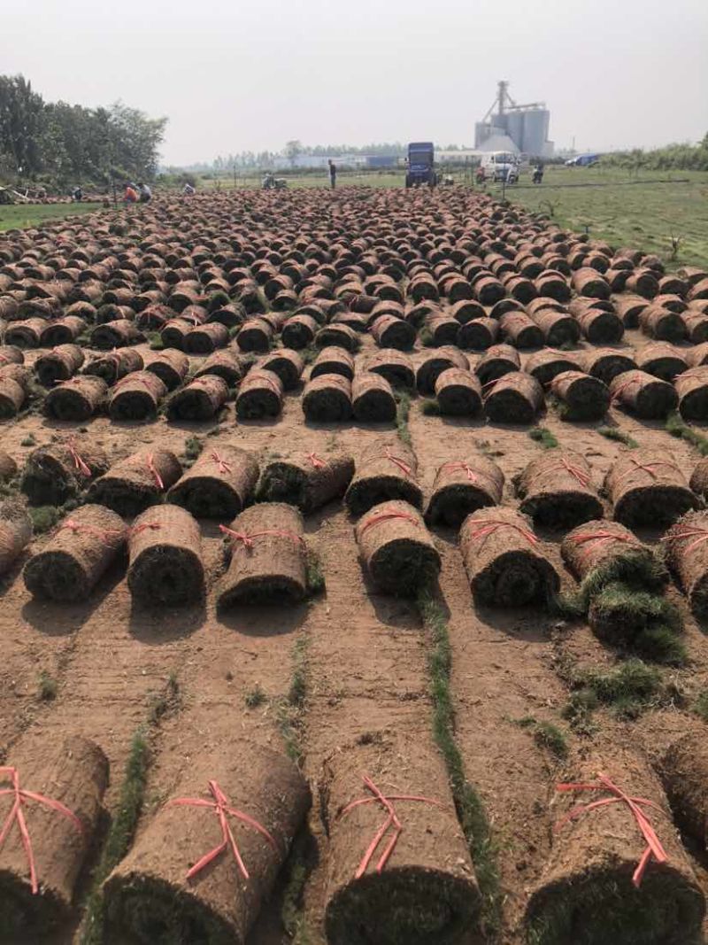 海南大叶油草批发台湾草马尼拉草三亚草坪批发基地