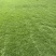 海南大叶油草批发台湾草马尼拉草三亚草坪批发基地