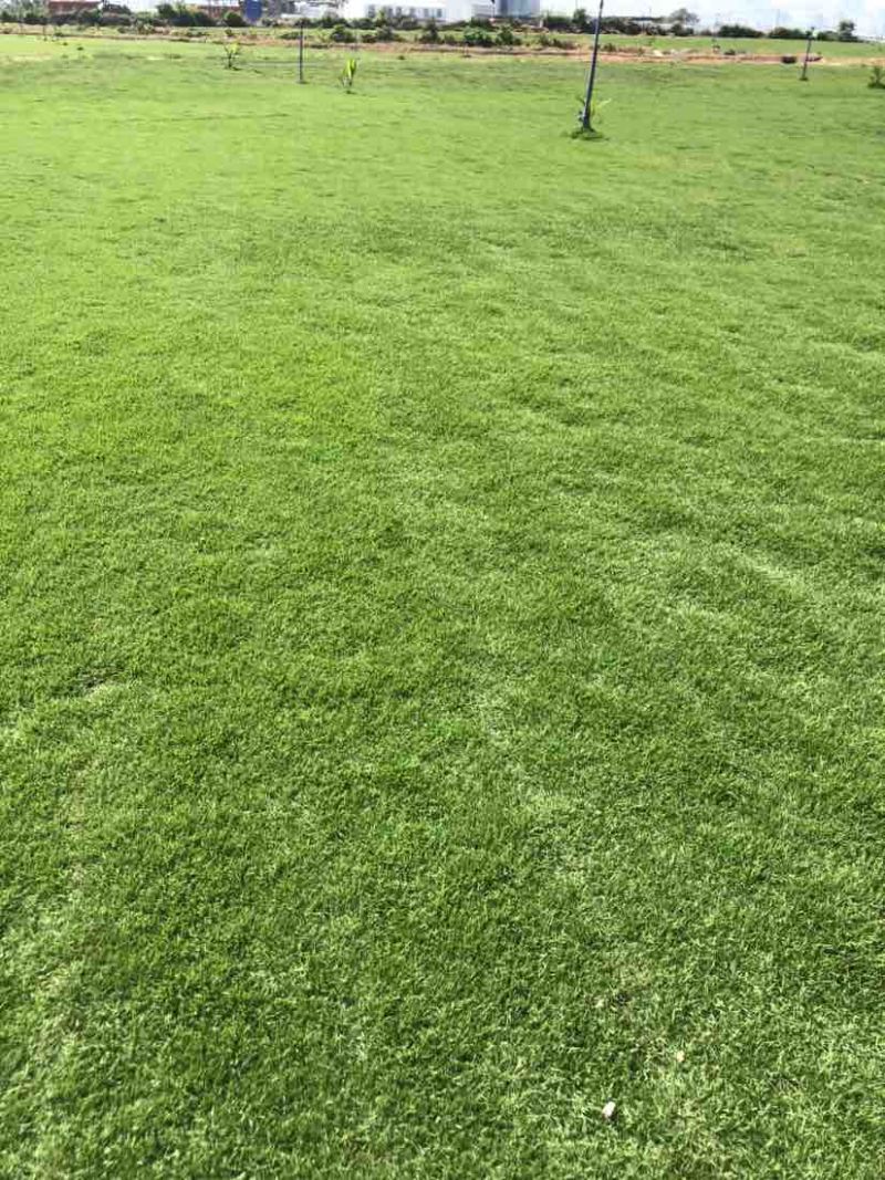 海南大叶油草批发台湾草马尼拉草三亚草坪批发基地