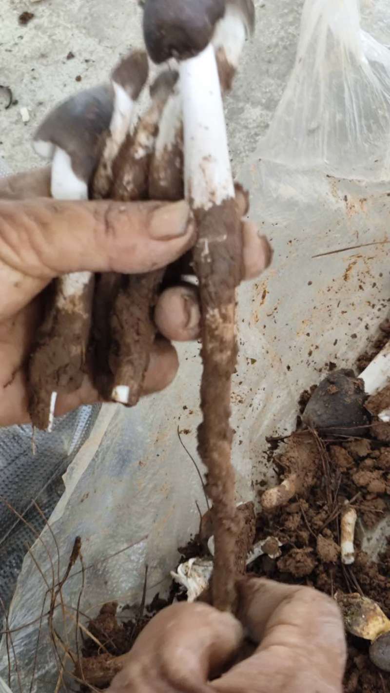 云南省普洱市深山高海拔野生黑头鸡枞白皮鸡枞花鸡枞山上新鲜捡的