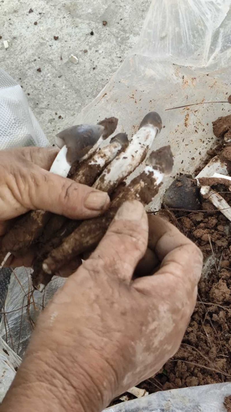 云南省普洱市深山高海拔野生黑头鸡枞白皮鸡枞花鸡枞山上新鲜捡的