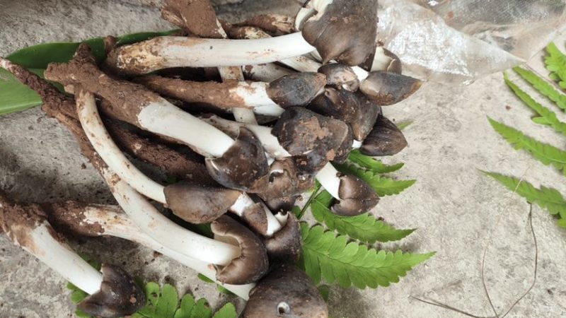 云南省普洱市深山高海拔野生黑头鸡枞白皮鸡枞花鸡枞山上新鲜捡的