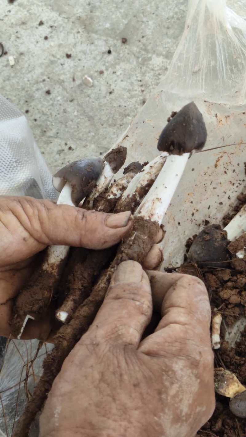 云南省普洱市深山高海拔野生黑头鸡枞白皮鸡枞花鸡枞山上新鲜捡的