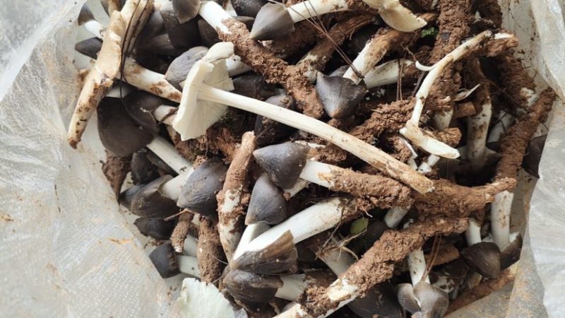 云南省普洱市深山高海拔野生黑头鸡枞白皮鸡枞花鸡枞山上新鲜捡的