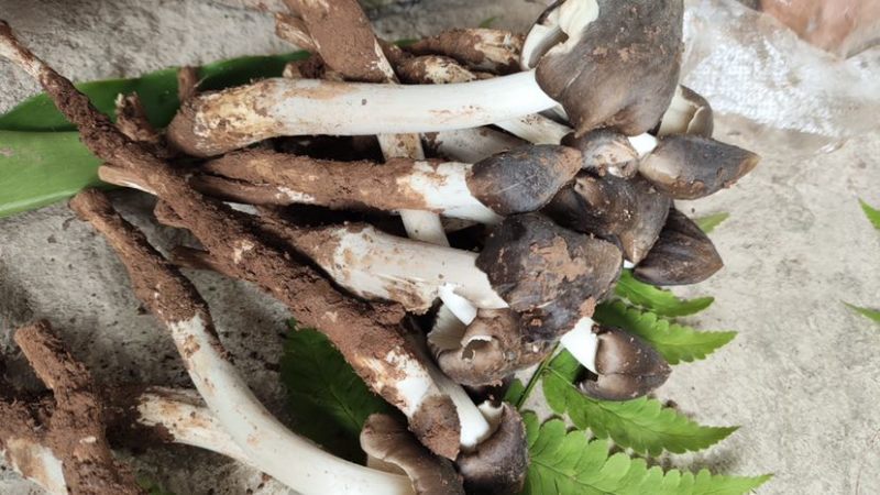 云南省普洱市深山高海拔野生黑头鸡枞白皮鸡枞花鸡枞山上新鲜捡的