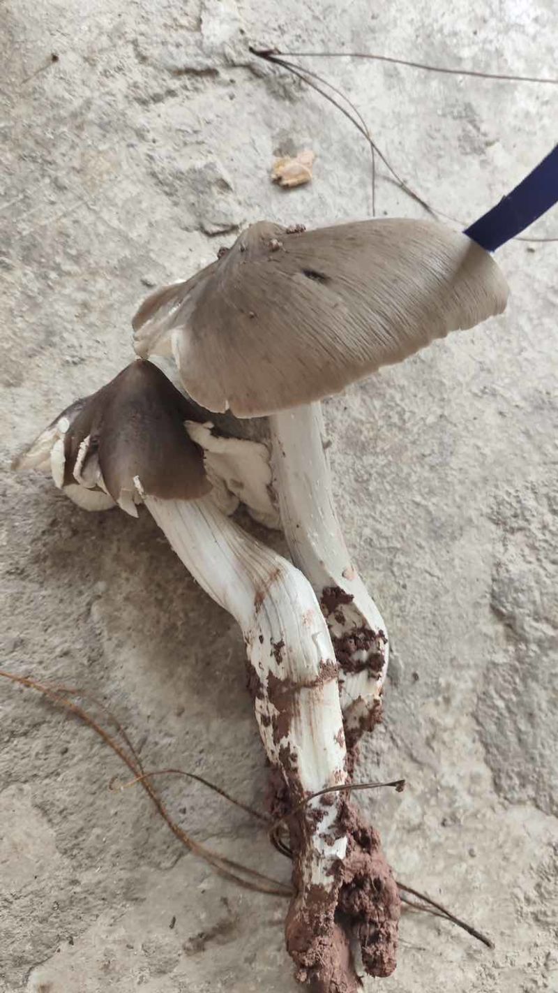 云南省普洱市深山高海拔野生黑头鸡枞白皮鸡枞花鸡枞山上新鲜捡的