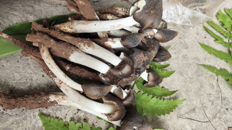 云南省普洱市深山高海拔野生黑头鸡枞白皮鸡枞花鸡枞山上新鲜捡的