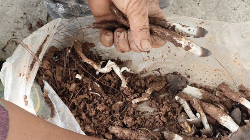 云南省普洱市深山高海拔野生黑头鸡枞白皮鸡枞花鸡枞山上新鲜捡的