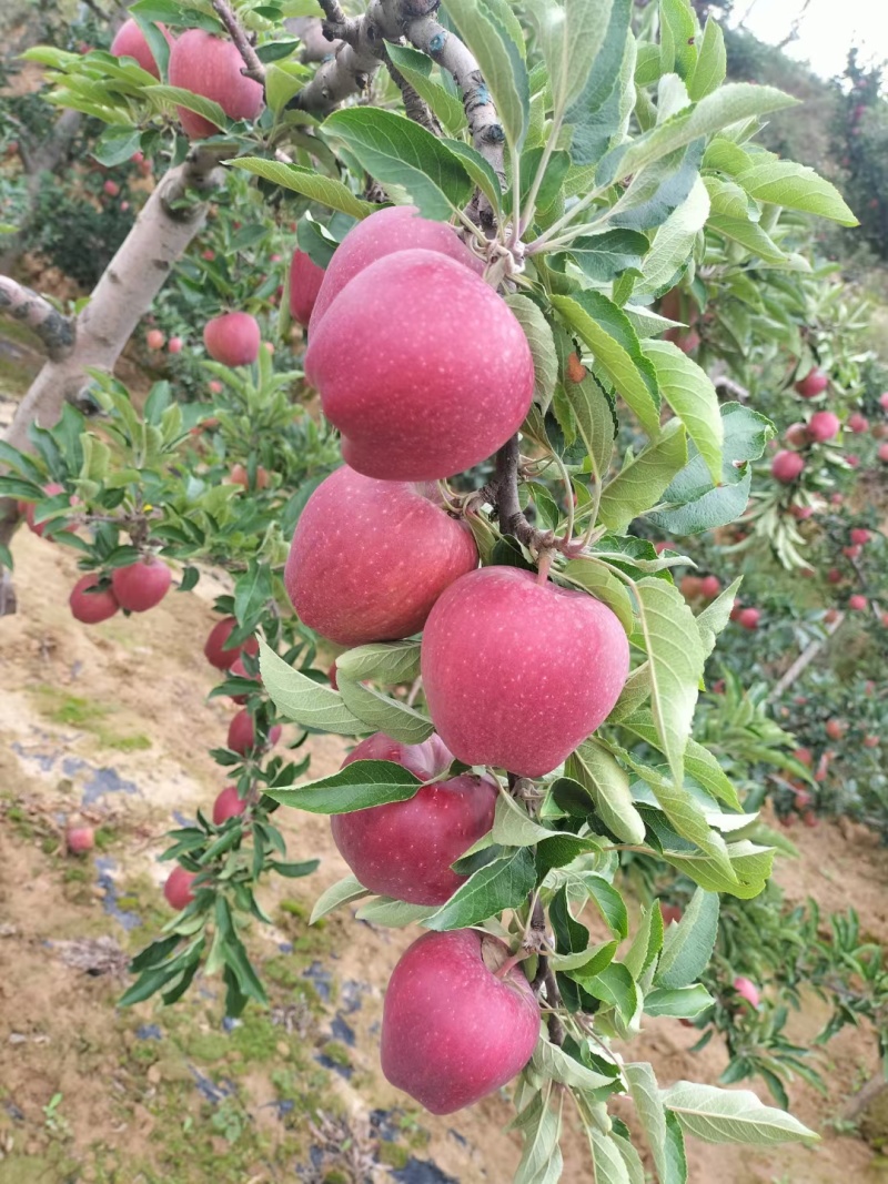 高山精品花牛苹果，口感酥脆，海拔1800米，昼夜温差大，，