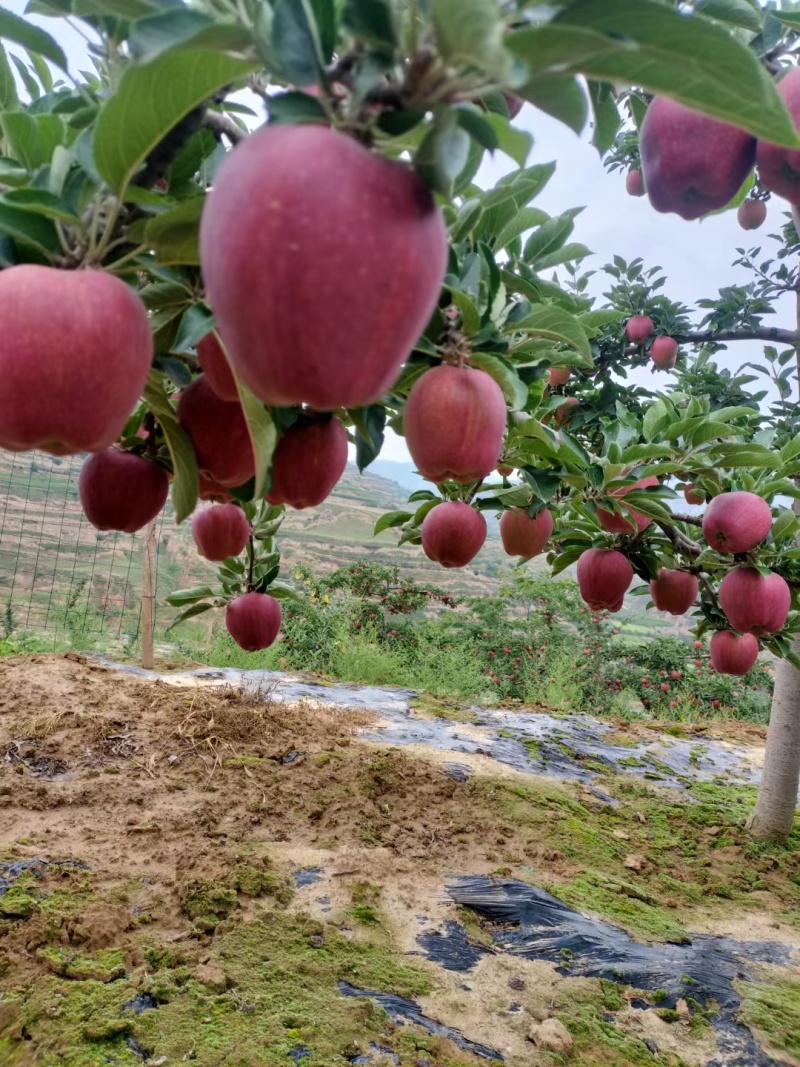 高山精品花牛苹果，口感酥脆，海拔1800米，昼夜温差大，，