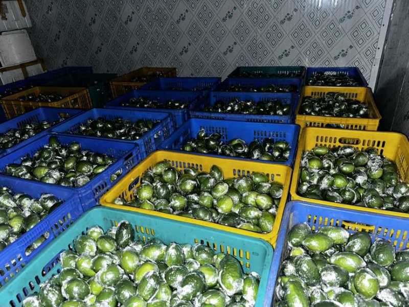 中国广东省广东香水柠檬