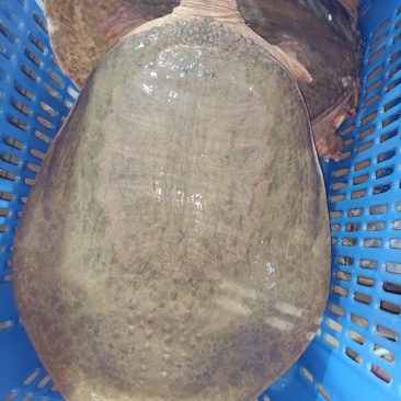 精品鳖现捕现发量大优惠