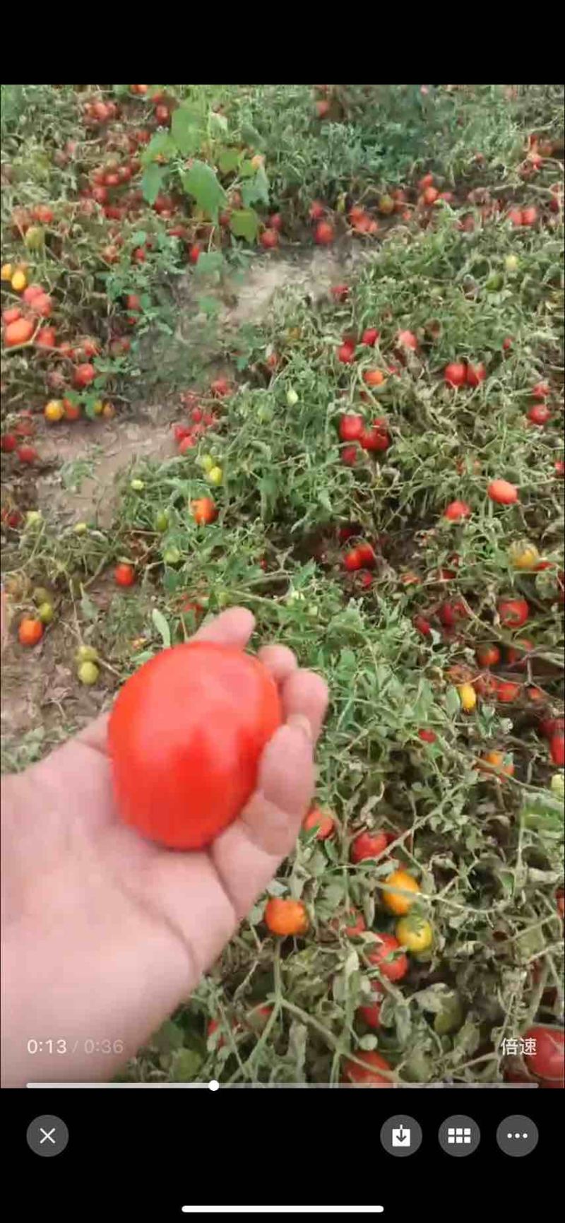西红柿