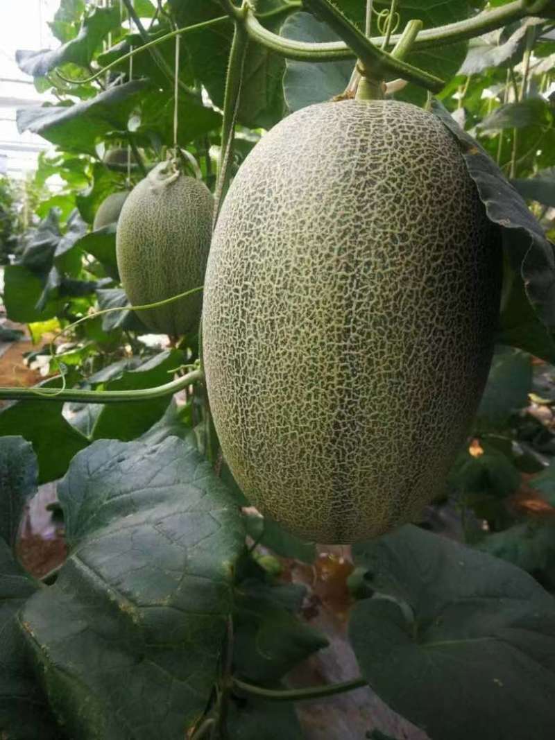 哈密瓜