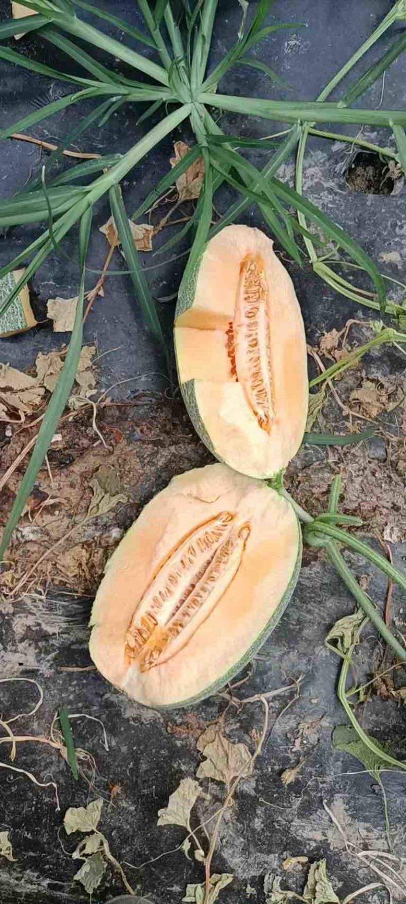 哈密瓜