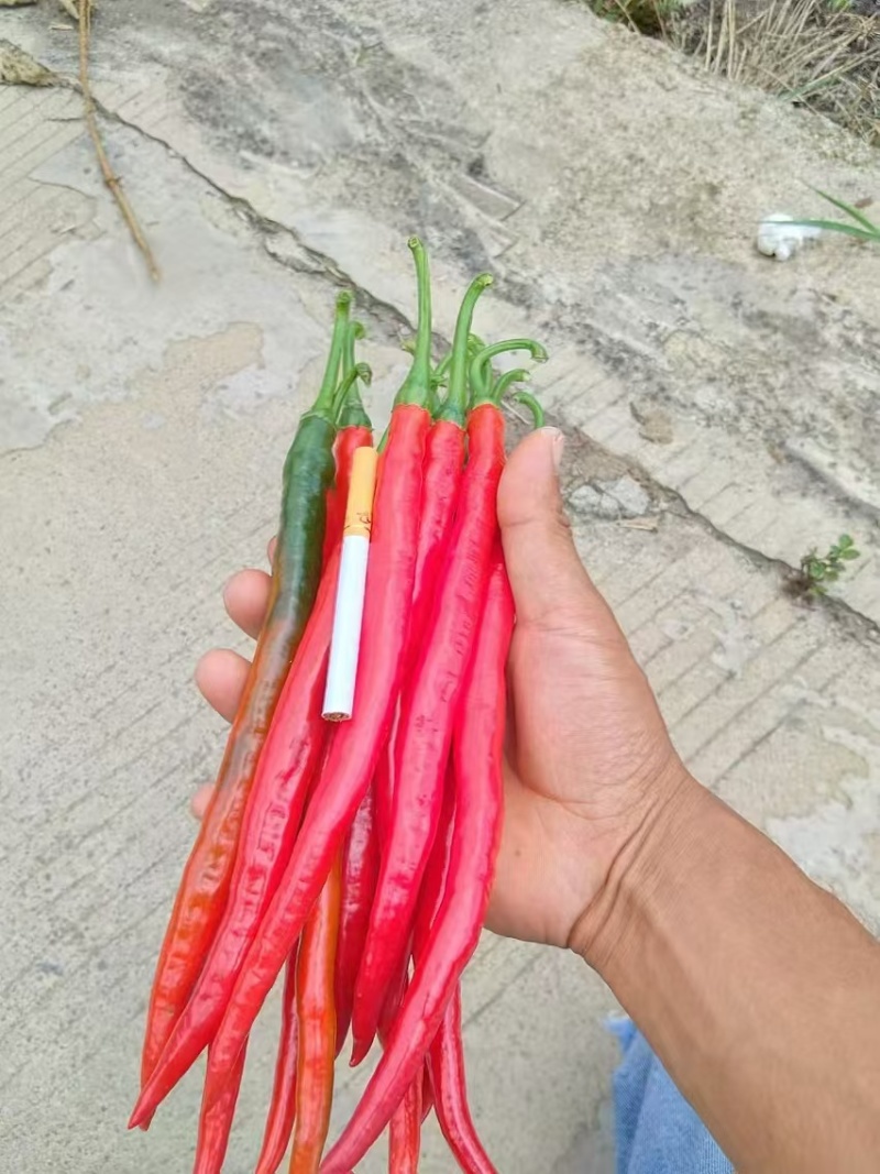 精品线椒