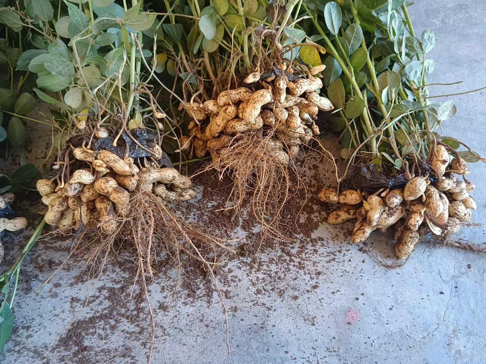花生植株与地下果实特写
